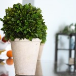 Preserved Boxwood Potted Ball (and other preserved boxwood inspiration!)